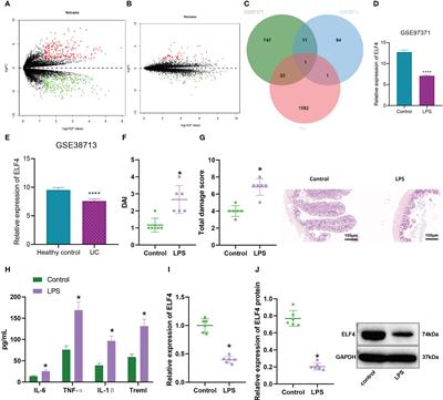 The transcription factor ELF4 alleviates inflammatory bowel disease by activating IL1RN transcription, suppressing inflammatory TH17 cell activity, and inducing macrophage M2 polarization